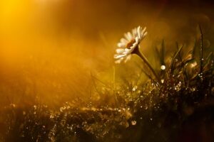 Dagens Horoskop - Tyren 14-08-2025