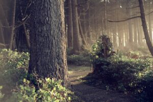 Dagens Horoskop - Tyren 31-08-2025