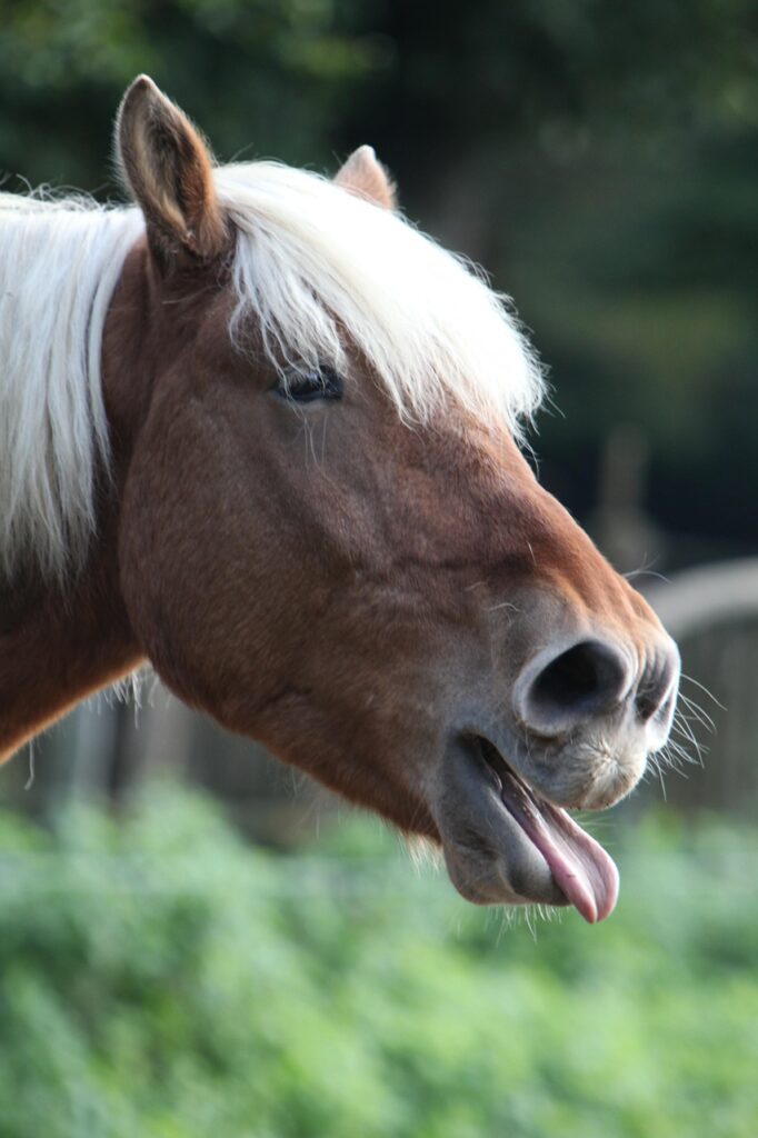 Dagens Horoskop - Stenbukken 26-08-2025