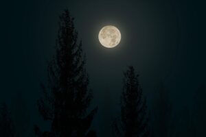Dagens Horoskop - Tyren 03-08-2025