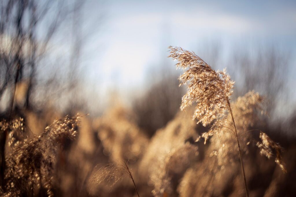 Dagens Horoskop - Skorpionen 15-08-2025