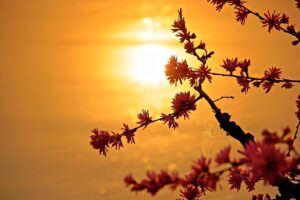 Dagens Horoskop - Tyren 13-08-2025