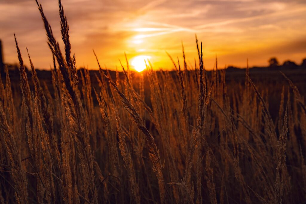 Dagens Horoskop - Tyren 25-08-2025