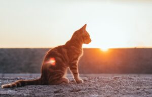 Dagens Horoskop - Stenbukken 28-09-2025