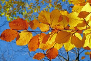 Dagens Horoskop - Skytten 18-09-2025