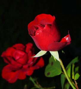 Dagens Horoskop - Jomfruen 01-09-2025