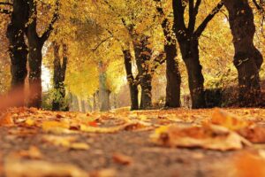 Dagens Horoskop - Krebsen 23-09-2025