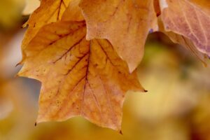 Dagens Horoskop - Vaederren 22-09-2025