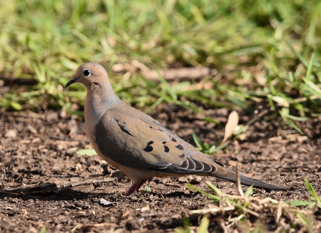 Dagens Horoskop - Tyren 03-10-2025