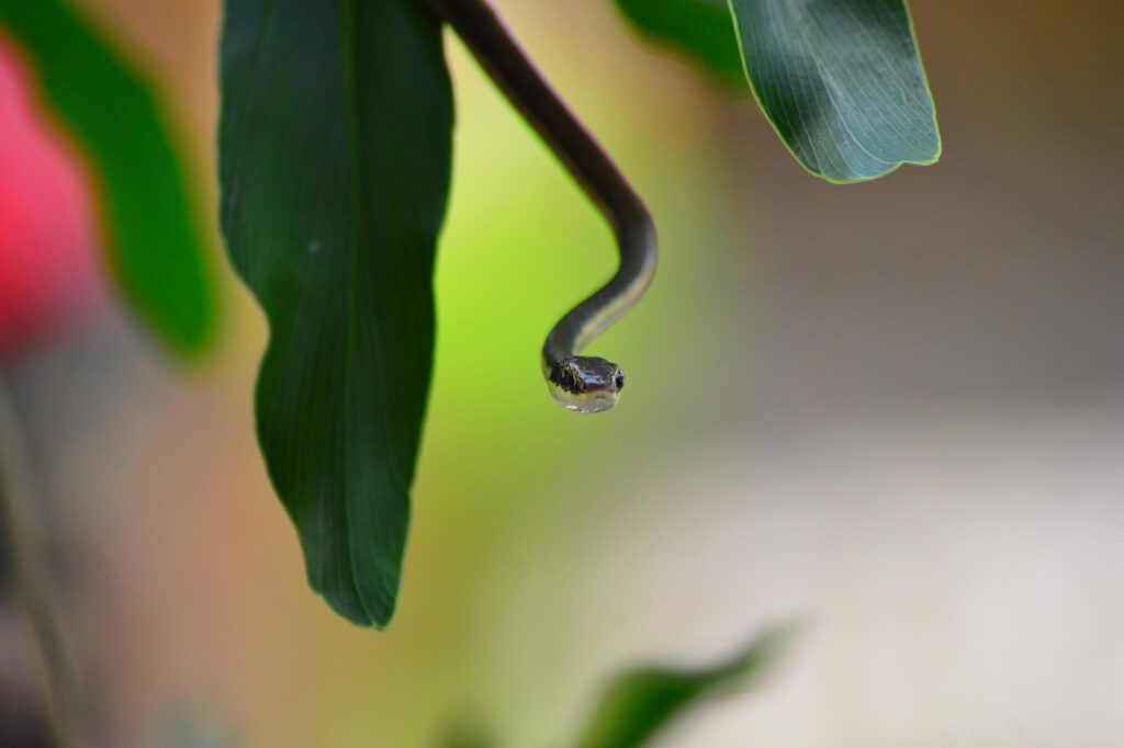 Dagens Horoskop - Løven 01-10-2025