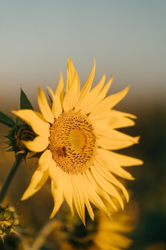 Dagens Horoskop - Løven 04-10-2025