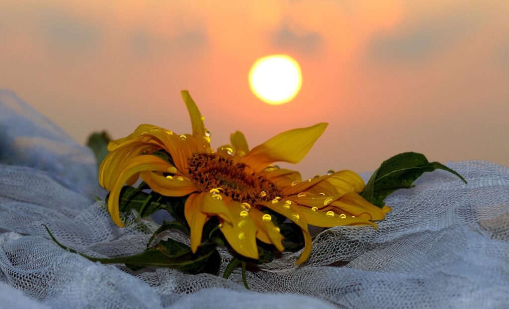 Dagens Horoskop - Fisken 04-10-2025