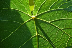 Dagens Horoskop - Tvillingen 25-03-2026