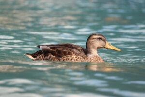 Dagens Horoskop - Tyren 05-04-2026