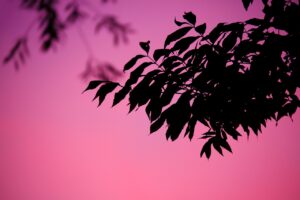 Dagens Horoskop - Tyren 24-05-2026