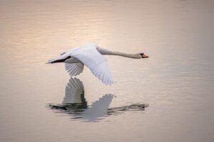 Dagens Horoskop - Tyren 11-06-2026