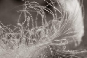 Dagens Horoskop - Krebsen 14-06-2026