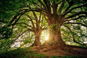 Dagens Horoskop - Krebsen 01-07-2026