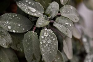Dagens Horoskop - Tyren 12-07-2026