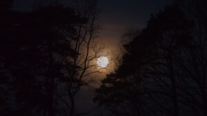 Dagens Horoskop - Tyren 13-07-2026