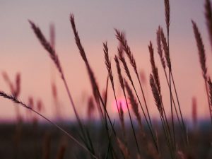 Dagens Horoskop - Tvillingen 23-07-2026