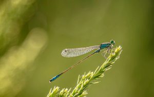 Dagens Horoskop - Vægten 23-07-2026