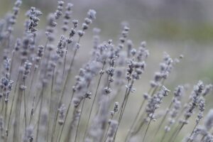 Dagens Horoskop - Krebsen 26-07-2026