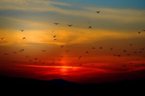 Dagens Horoskop - Stenbukken 12-08-2026