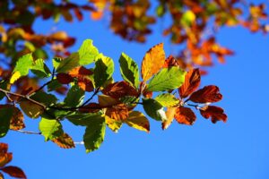 Dagens Horoskop - Tyren 21-08-2026