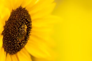 Dagens Horoskop - Jomfruen 24-08-2026