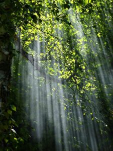 Dagens Horoskop - Tyren 05-09-2026