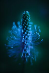 Dagens Horoskop - Krebsen 24-09-2026